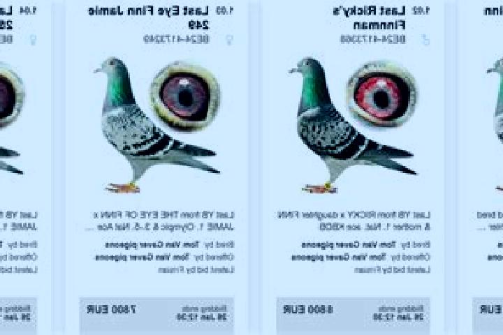 Buffalo Charge slot