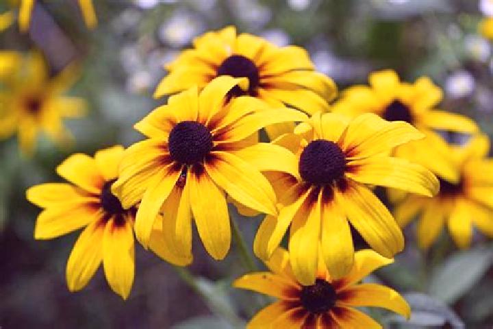 Poker Roulette (Espresso Games) slot